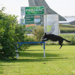 Rettungshunde Training ©ABLICHTEREI e.U. - Claudia Spieß