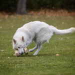 OG-Prüfung Tulln ©ABLICHTEREI e.U. - Claudia Spieß